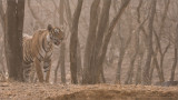 Tiger on the Hunt in India