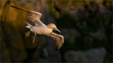 Northern Gannet in Flight