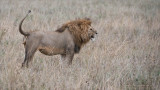 Angry Lion