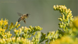 Honey Bee in Flight