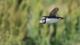 Atlantic Puffin in Flight