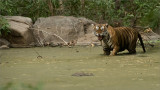 Angry Tiger