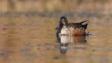 Female Northern shoveler