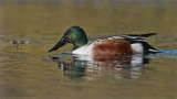 Northern shoveler