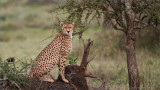 Cheetah Hunting 