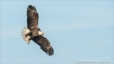 Bald Eagle in Flight - Florida