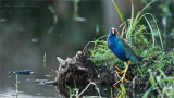 Purple Gallinule Posing