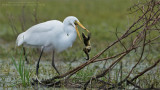 Great egret and Lunch