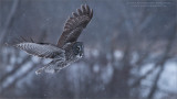 Great grey owl Lift Off  