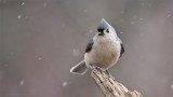  Tufted Titmouse 