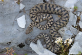 Vipre aspic, Vipera aspis atra