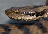 Vipre aspic, Vipera aspis atra