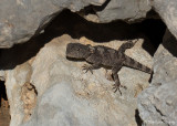Laudakia stellio