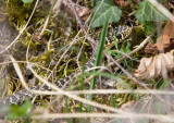 Couleuvre verte et jaune, Hierophis viridiflavus