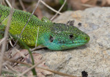 Lzard vert occidental, Lacerta bilineata bilineata