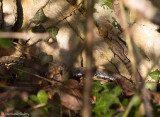 Vipre aspic, Vipera aspis aspis