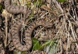 Vipre aspic, Vipera aspis aspis