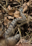 Vipre aspic, Vipera aspis aspis