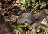 Vipre aspic, Vipera aspis aspis