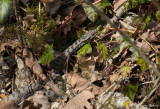 Vipre aspic, Vipera aspis aspis