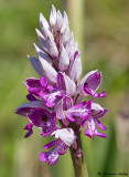 Orchis militaris