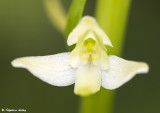 Platanthera bifolia