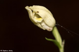 Cephalanthera damasonium