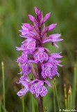 Dactylorhiza majalis
