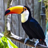 Toucan Sam