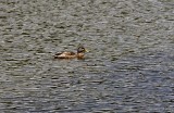 Nice Day For A Swim