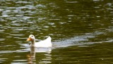 Out For A Swim