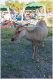 DSC_7707_sm.jpg