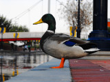 Carroll Creek Mallard Duck.jpg