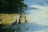Canada Geese, Summer, Humber River, Rowntree Mills Park, Toronto, Ontario