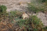 Rabbit, Badlands National Park, South Dakota