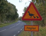 oh, duck it!