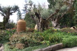 Madeira - Monte Palace garden; 1000y olive