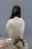 Farne Islands - Razorbill - pingouin torda - 1883.jpg