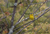 Wilsons Warbler