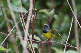 Spring Migration in Northern Minnesota 2013