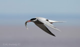 Common Tern fishing