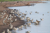 Herring Gull with Ring-billed Gulls