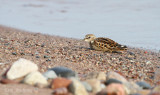 Least Sandpiper