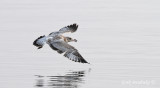 Ring-billed Gull
