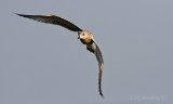 Ring-billed Gull