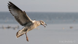 Ring-billed Gull