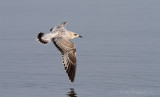 Ring-billed Gull