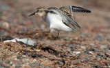 Semipalmated Sandpiper jumping around