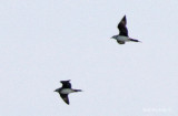 Parasitic Jaegers