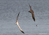 Parasitic Jaeger chasing an unhappy Ring-billed Gull